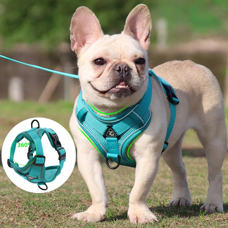 Harness and Leash Set