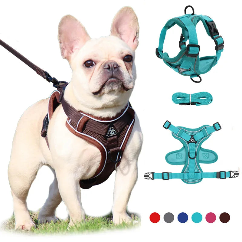 Harness and Leash Set