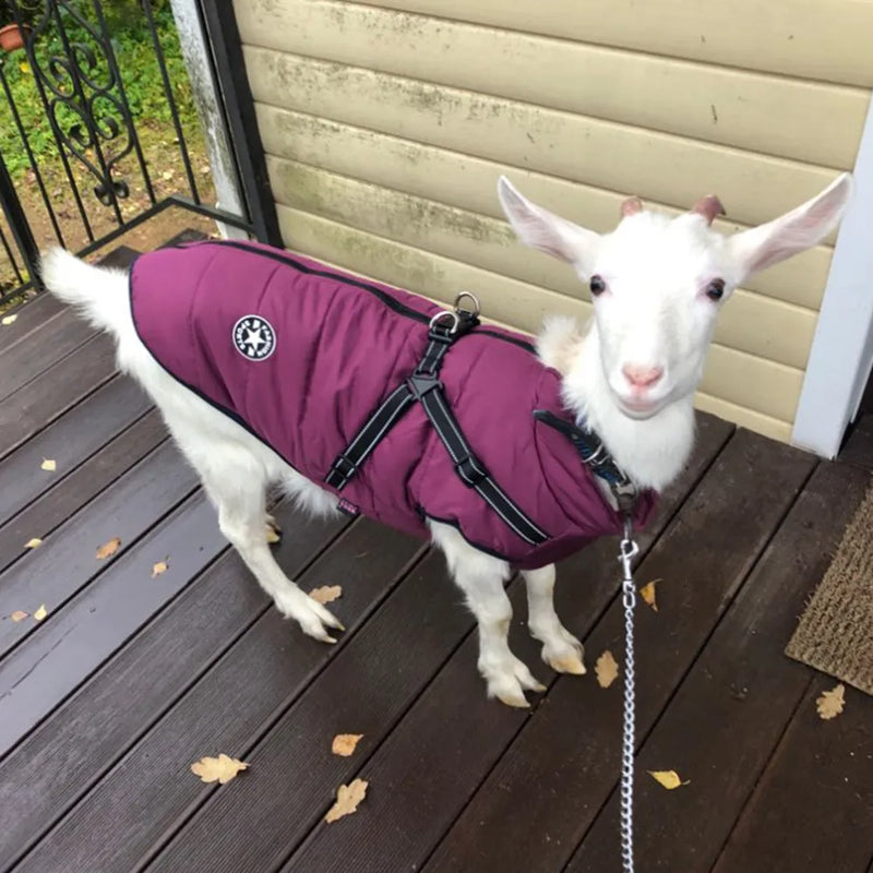 Large Dog Jacket with Harness for Winter Comfort